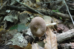 Pluteus ephebeus