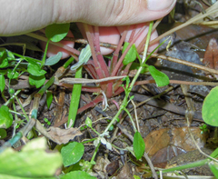 Oxalis linarantha