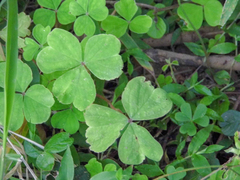 Oxalis linarantha