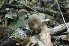 Pluteus ephebeus