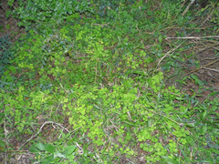 Oxalis linarantha