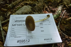 Pluteus ephebeus