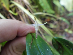 Pleurothallis anceps