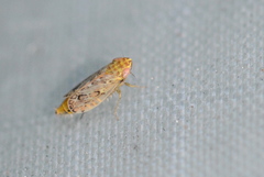 Latalus