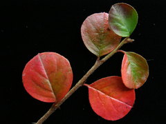 Cotoneaster hjelmqvistii