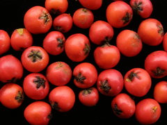 Cotoneaster hjelmqvistii