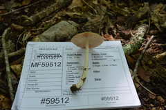 Pluteus ephebeus
