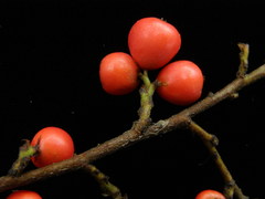 Cotoneaster hjelmqvistii