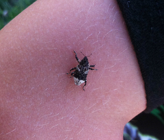 Cryptorhynchus lapathi