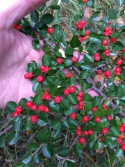 Cotoneaster hjelmqvistii