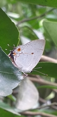 Iaspis andersoni