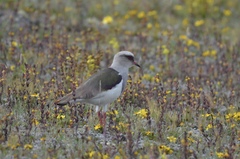 Vanellus resplendens