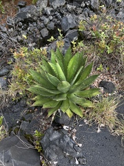 Agave inaequidens