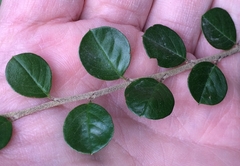 Cotoneaster hjelmqvistii