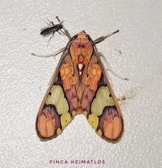 Neonerita dorsipuncta