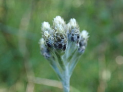 Antennaria pulcherrima