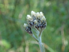 Antennaria pulcherrima