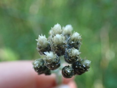 Antennaria pulcherrima
