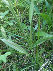 Antennaria pulcherrima