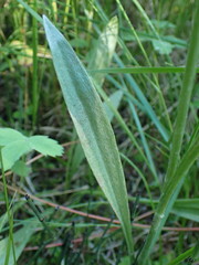 Antennaria pulcherrima