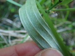 Antennaria pulcherrima