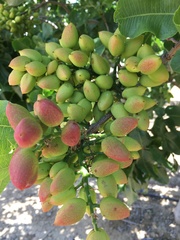 Pistacia vera