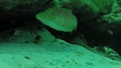 Canthigaster punctatissima