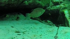 Canthigaster punctatissima