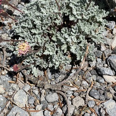 Chaenactis nevadensis