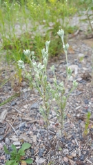 Pseudognaphalium macounii