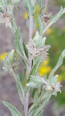 Pseudognaphalium macounii