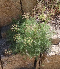 Lomatium mohavense