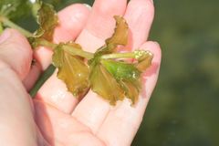 Potamogeton perfoliatus