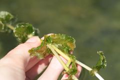 Potamogeton perfoliatus