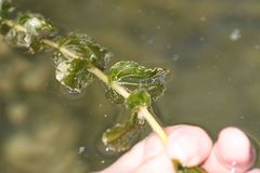 Potamogeton perfoliatus