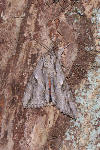 Mother Underwing Moth photo 3