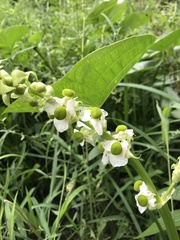 Sagittaria brevirostra