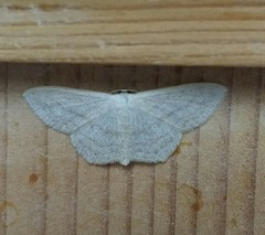 Scopula nigropunctata