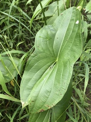 Sagittaria brevirostra