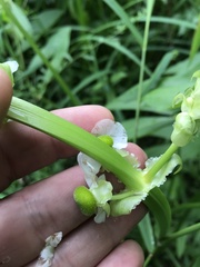 Sagittaria brevirostra