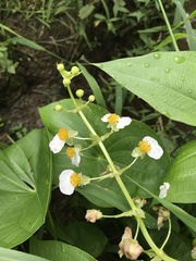 Sagittaria brevirostra