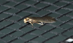 Phaeoses sabinella