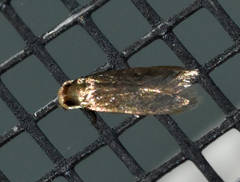Phaeoses sabinella