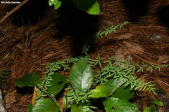 Pellaea ternifolia ternifolia