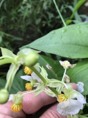 Sagittaria brevirostra
