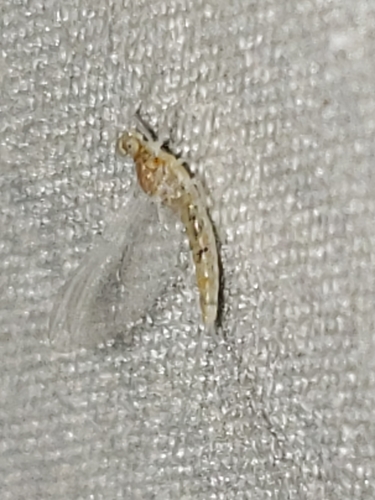 Leucrocuta thetis