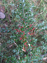 Cotoneaster hjelmqvistii