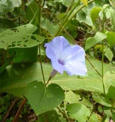 Ipomoea ophiodes