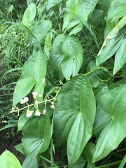 Sagittaria brevirostra