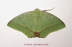 Phyle transglauca